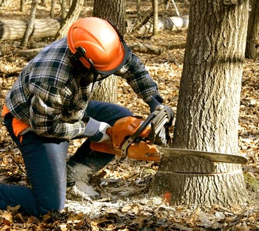 Tree Removal in Industry, IL